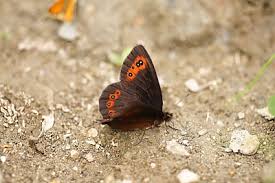 Attēlu rezultāti vaicājumam “Erebia aethiops upperside”