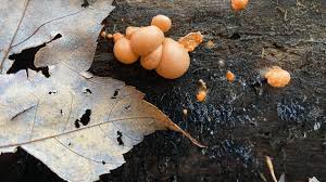 Attēlu rezultāti vaicājumam “Lycogala cf. fossiculatum young”