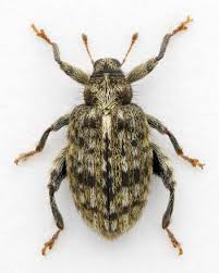 Attēlu rezultāti vaicājumam “Rhynchaenus lonicerae”