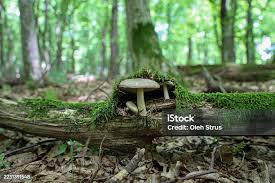 Attēlu rezultāti vaicājumam “Buglossoporus quercinus”