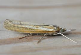Attēlu rezultāti vaicājumam “Agriphila tristella”