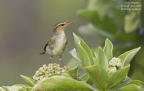 Image result for Phylloscopus borealis