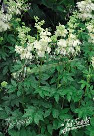 Attēlu rezultāti vaicājumam “Filipendula ulmaria”