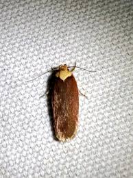 Attēlu rezultāti vaicājumam “Depressariidae”