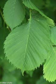 Attēlu rezultāti vaicājumam “Ulmus laevis leaf”