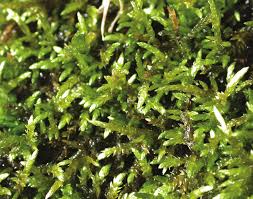 Attēlu rezultāti vaicājumam “Brachythecium rivulare”