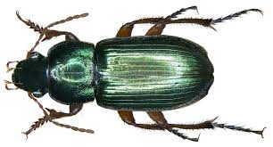 Attēlu rezultāti vaicājumam “Harpalus sp.”