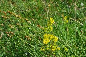 Attēlu rezultāti vaicājumam “Carex spicata”