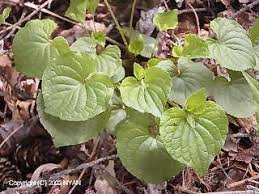 Attēlu rezultāti vaicājumam “Viola mirabilis leaf”