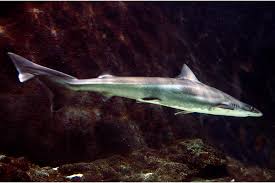 Image result for Galeorhinus galeus