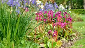 Image result for Bergenie