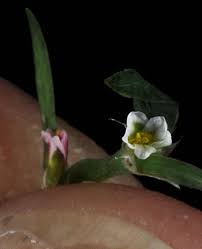 Attēlu rezultāti vaicājumam “Polygonum aviculare flower”