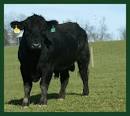 http://ourfamilyfarm.files.wordpress.com/2010/02/488_young_black_angus_bull1.jpg