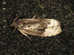 Attēlu rezultāti vaicājumam “Apotomis betuletana”