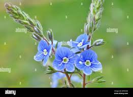 Attēlu rezultāti vaicājumam “Veronica chamaedrys flower”