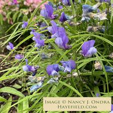 Attēlu rezultāti vaicājumam “Lathyrus”