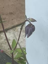 Attēlu rezultāti vaicājumam “Aquilegia vulgaris bud”