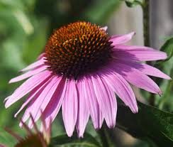 Image result for Echinacea purpurea