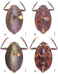 Attēlu rezultāti vaicājumam “Gyrinidae”