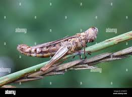 Attēlu rezultāti vaicājumam “Entomophaga grylli”