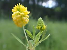 Attēlu rezultāti vaicājumam “Trifolium aureum leaf”