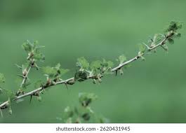 Attēlu rezultāti vaicājumam “Ribes uva-crispa leaf”