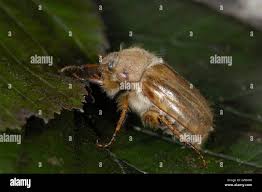 Attēlu rezultāti vaicājumam “Amphimallon solstitiale imago”