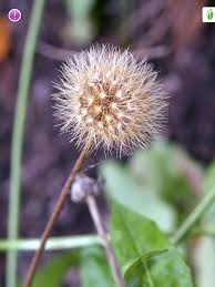 Attēlu rezultāti vaicājumam “Hypochaeris maculata”