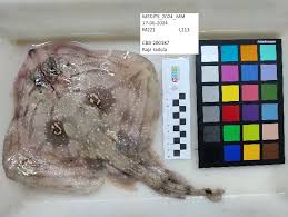 Image result for Raja radula