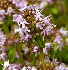 Attēlu rezultāti vaicājumam “Thymus pulegioides”