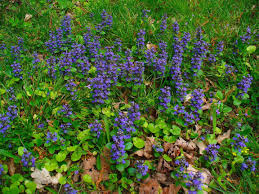 Image result for Ajuga reptans