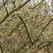 Attēlu rezultāti vaicājumam “Hamamelis japonica bud”