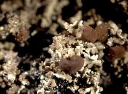 Attēlu rezultāti vaicājumam “Cladonia caespiticia”