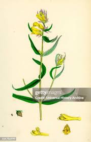 Attēlu rezultāti vaicājumam “Melampyrum pratense flower”