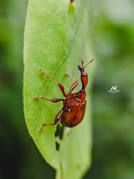 Attēlu rezultāti vaicājumam “Attelabidae”
