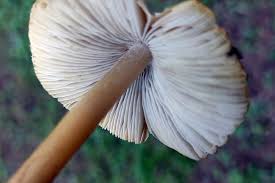 Attēlu rezultāti vaicājumam “Didymium xanthopus macro”