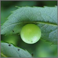 Attēlu rezultāti vaicājumam “Diplolepis eglanteriae”