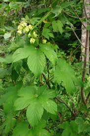 Attēlu rezultāti vaicājumam “Humulus lupulus”