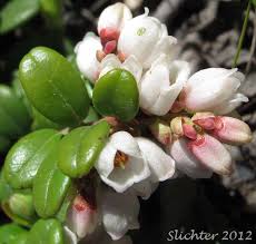 Attēlu rezultāti vaicājumam “Vaccinium vitis-idaea bud”
