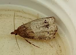 Attēlu rezultāti vaicājumam “Notocelia roborana”