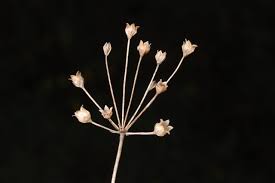 Attēlu rezultāti vaicājumam “Androsace septentrionalis”