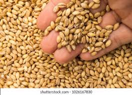 Attēlu rezultāti vaicājumam “Hordeum vulgare fruit”