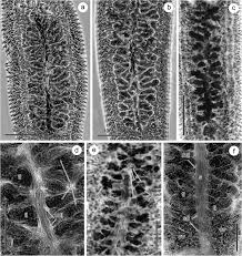 Attēlu rezultāti vaicājumam “Reticularia sp.”