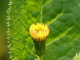 Attēlu rezultāti vaicājumam “Sonchus asper flower”