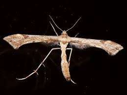 Attēlu rezultāti vaicājumam “Platyptilia gonodactyla”