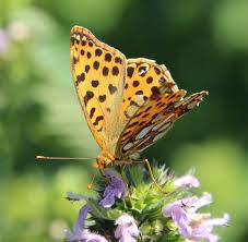 Attēlu rezultāti vaicājumam “Issoria lathonia”