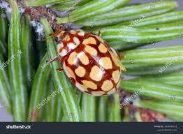 Attēlu rezultāti vaicājumam “Sospita vigintiguttata”