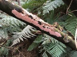 Attēlu rezultāti vaicājumam “Corticium roseum”