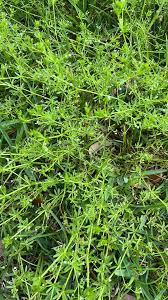 Attēlu rezultāti vaicājumam “Galium palustre fruit”