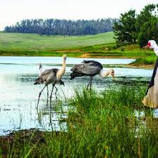Attēlu rezultāti vaicājumam “Grus grus eggs”